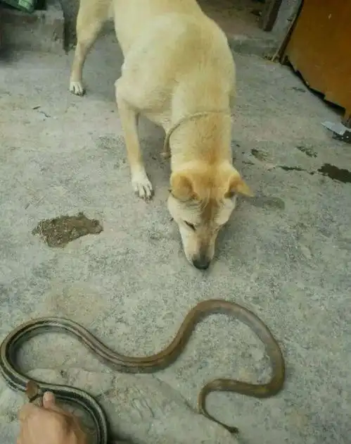 动物园的训练员捡到两只流浪狗,没想到狗狗之后的路还挺有趣
