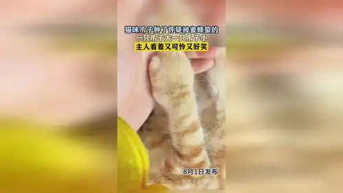 猫咪爪子肿了怀疑被蜜蜂蛰的,一只爪子大一只爪子小,主人看着又可怜又好笑
