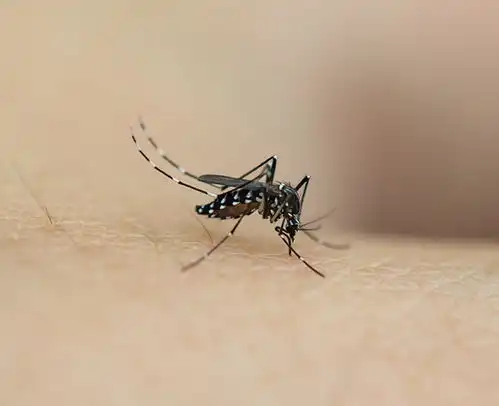 淮北蚊子消杀防治甲壳虫保障在线咨询高清图片高清大图
