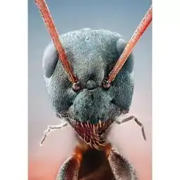 17张微小生物放大后的真实照片,第1张就被恶心到了
