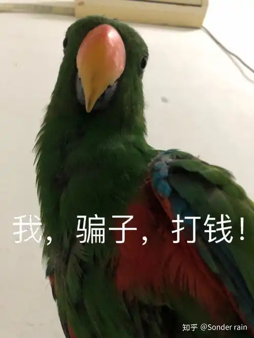 今年过年想养一只鹦鹉,家里已经有玄凤和小太了,各位再推荐一个中型鹦鹉,大家有什么建议

