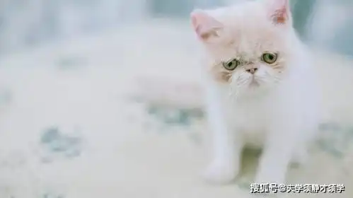 开心一刻女友说要减肥,我随口回了一句话,然后她和我分手了
