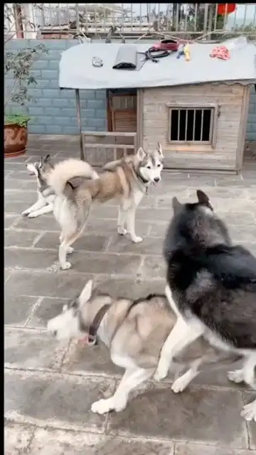 狗子聚堆打架,突然发现二哈也挺难搞笑
