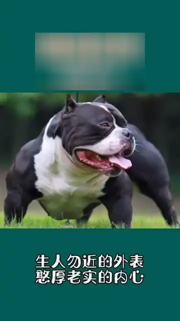 好有趣的恶霸犬
