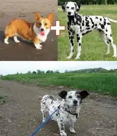 搞笑图片你竟然使用了人类最强的结界
