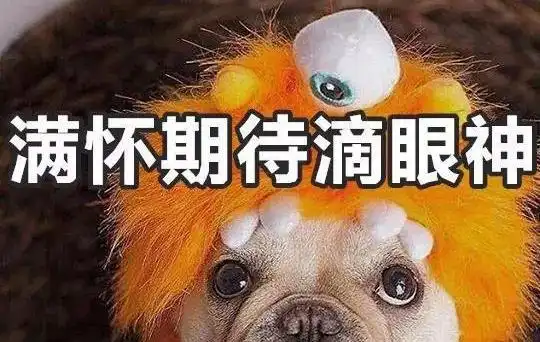 斗牛犬被拉上马路当坐骑,大家觉得搞笑的时候,我却特别心疼

