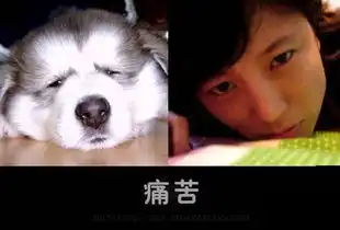 管理员模仿动物搞笑照片蹿红网络
