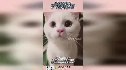 小猫半夜饿醒了,疯狂舔嘴暗示想吃猫条,猫就那个可以舔的
