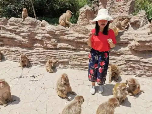 河南济源最有趣的4a级景区,有3800多只野生猴子,被称作中国猴山
