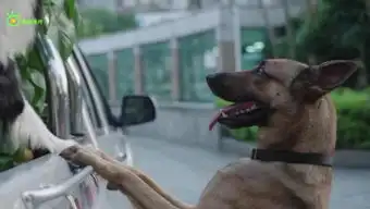 警犬
