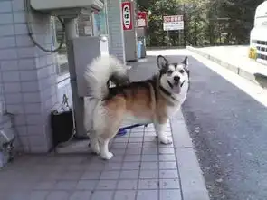 认狗不认人说出来你可能不信,我现在交朋友全靠狗
