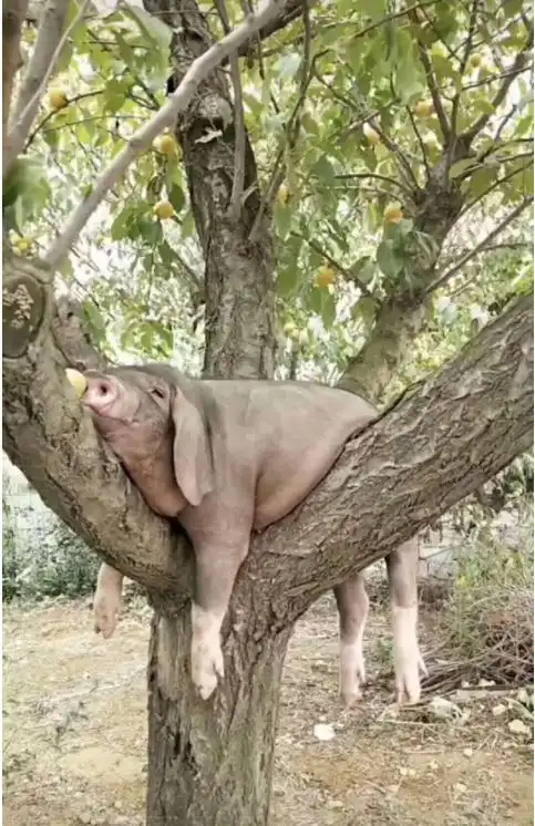 谁说猪不会上树了
