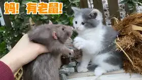 双休日不定期更新哦﹡o﹡
