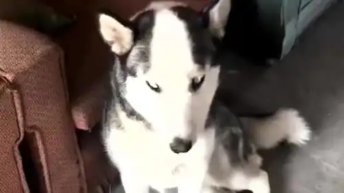 我家这二哈长的有点搞笑,怎么狗还会地中海呢
