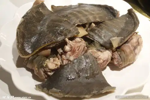 甲鱼火锅摄影图

