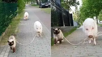 爆笑德国街头上演猪牵猫悠闲散步场景图
