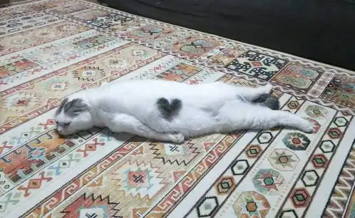 养了一只渣猫怎么办自己养的猫,再渣也要宠下去
