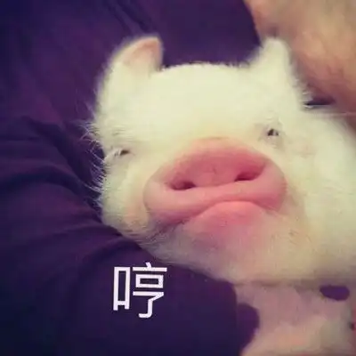 超萌猪头像可爱图片最近很火的猪的图片
