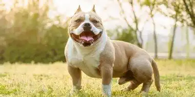 恶霸犬的图片和介格
