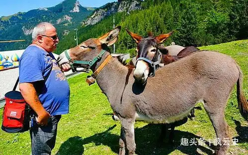 普奥战争中的幽默小国,派出80名士兵参战,战争结束回国81人
