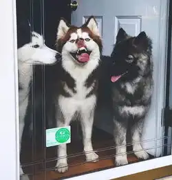 严重怀疑,我家狗狗体内住了个小人精
