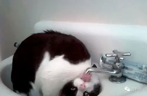 如果你家猫不会做这6件事,可以说是蠢猫了
