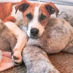 年纪轻轻的他们不仅猫狗双全,还能四处旅行,生活让人超羡慕

