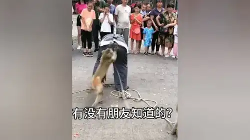 搞笑猴子表演视频猴子成精猴哥来了耍猴搞笑视频猴子表演耍猴艺人猴哥猴子爆笑动物的迷惑行为
