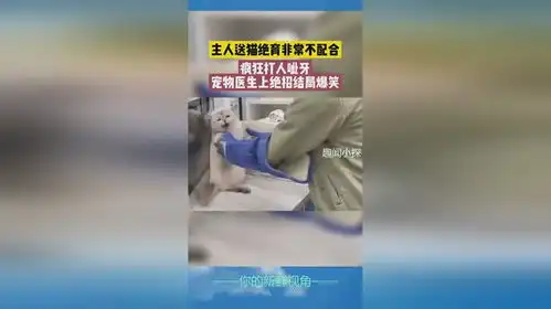主人送猫绝育非常不配合,疯狂打人呲牙,宠物医生上绝招结局爆笑
