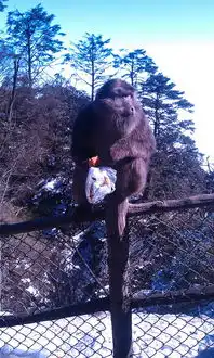 峨眉山遇猴记又名囧途归来又名西游降魔标签惊悚搞笑,峨眉山自助游攻略马蜂窝
