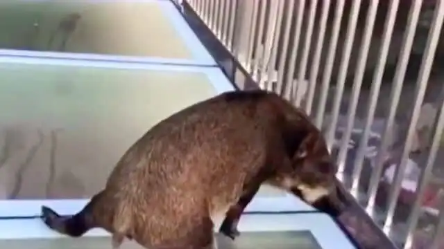 这野猪也太搞笑了网友魔鬼的步伐啊
