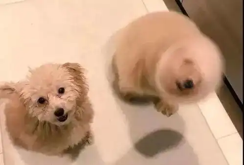 手机一堆宠物丑照舍不得删,狗子我不是人,但你是真的狗
