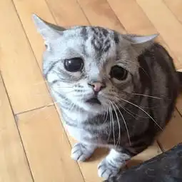抱抱猫萌翻网友一副想保护弱小的大哥范组图

