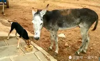 狗狗抢毛驴的食物,毛驴默默转过身去,下一秒令人爆笑
