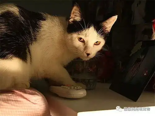 就像是留了一撮方块胡子的猫咪们,太有趣了
