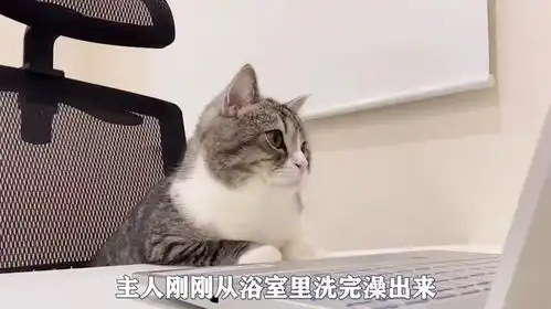 主人从浴室出来后,发现猫咪代替他参加了会议,也太搞笑了
