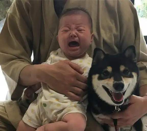 女儿与柴犬争相卖萌,狗狗吃醋做出一搞笑举动别抢我风头

