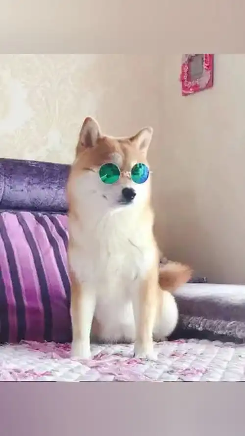 激萌动物家养宠物爆笑动物柴犬
