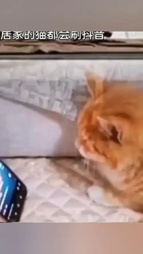 激萌动物家养宠物爆笑动物橘猫狸花猫
