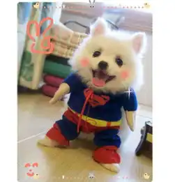 萨摩,德国牧羊犬,阿拉斯加的性格各是怎样的
