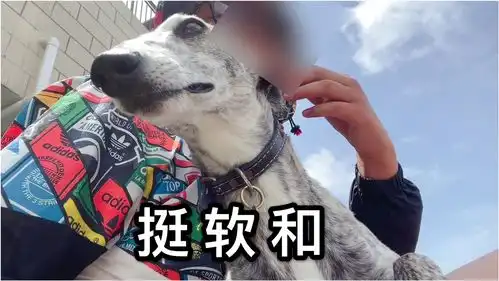 惠比特和田园犬在一起都不爱打闹了,就爱趴主人身上,还挺沉
