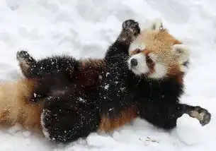 小熊猫这个动作是威吓这也太萌了吧
