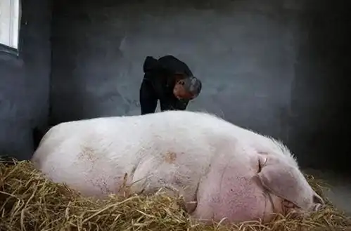 八旬老汉散尽家财养1800斤重的猪王,却含泪卖掉猪王结局如何
