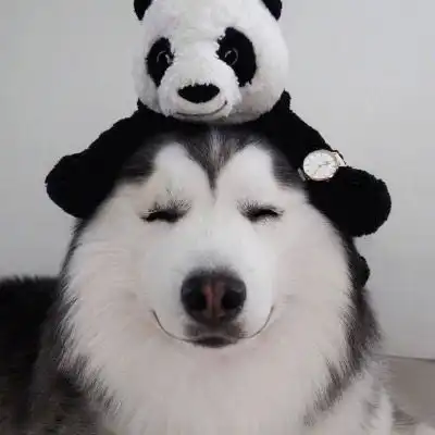 哈士奇头像高清搞笑图片微信狗狗头像大全
