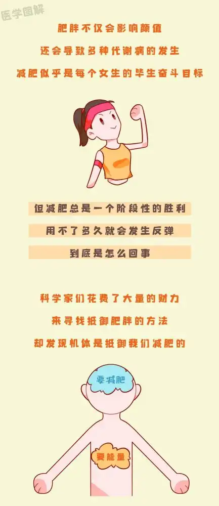 减肥为什么总是反弹做错了,越减越肥丨医学图解
