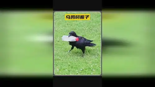 乌鸦与主人玩捡瓶子游戏,画面太有趣了
