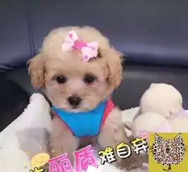 小靓仔,精力充沛,体型方正,肩高不超过20厘米,超微小
