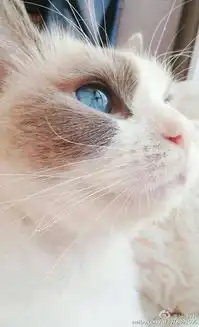 像这种猫的图片或头像
