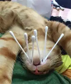 猫咪睡觉,被铲屎官用棉签恶搞,这是模仿金刚狼吗
