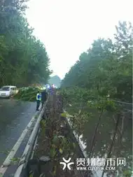 雷雨大风齐袭贵州清镇大风吹倒行道树
